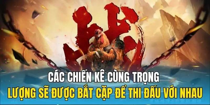 Các chiến kê cùng trọng lượng sẽ được bắt cặp để thi đấu với nhau
