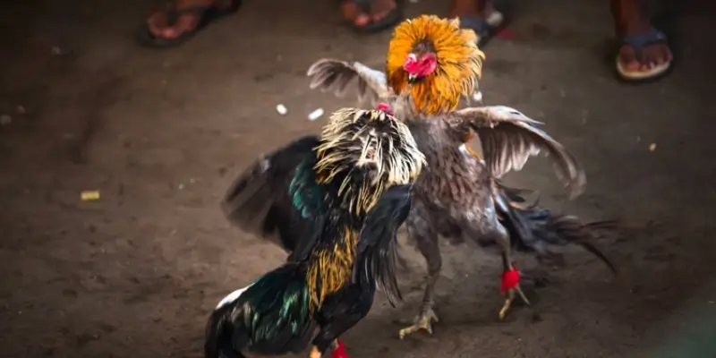 Cách Đổ Gà Đá Hiệu Quả: Bí Mật Được Tiết Lộ Bởi Chuyên Gia