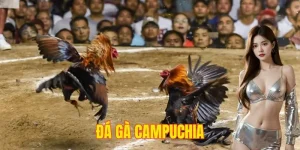 Đá Gà Campuchia - Đâu Là Trường Gà Uy Tín Nhất Hiện Nay?