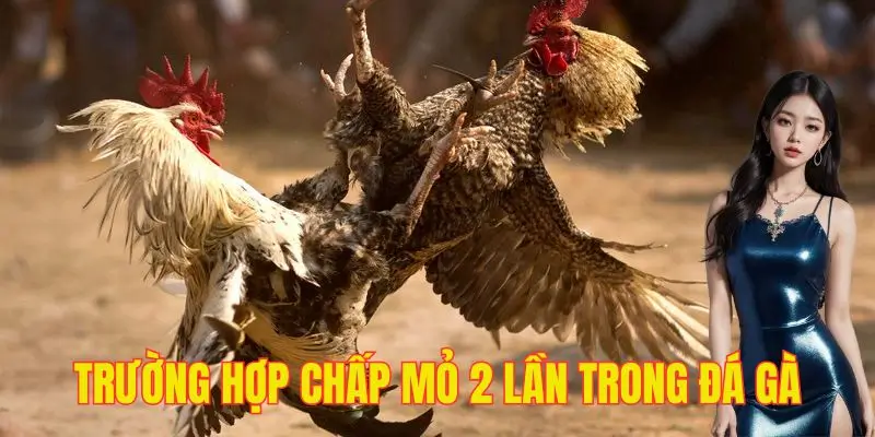 Chiến kê chấp mỏ 2 lần sau hồi thông báo của trọng tài