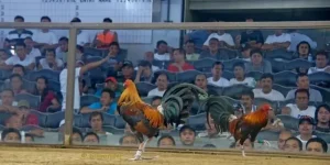 Đá Gà Philippines - Tại Sao Đây Là Sàn Đấu Hấp Dẫn Nhất?