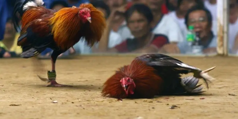Tìm hiểu những quy định rõ ràng trong đá gà Philippines