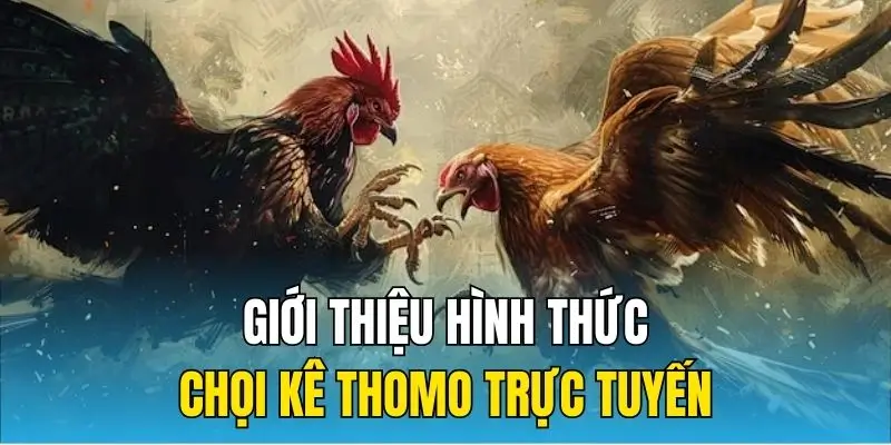 Giới thiệu hình thức chọi kê Thomo trực tuyến