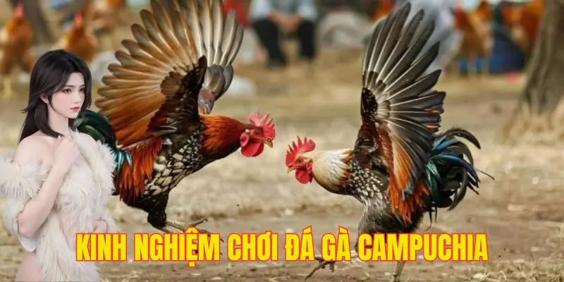 Kinh nghiệm dự đoán các trận chọi kê đỉnh cao nên biết