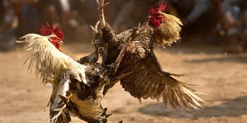 Những lưu ý quan trọng khi đổ gà đá