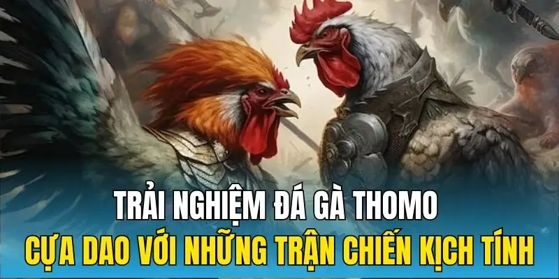 Trải nghiệm đá gà Thomo cựa dao kịch tính