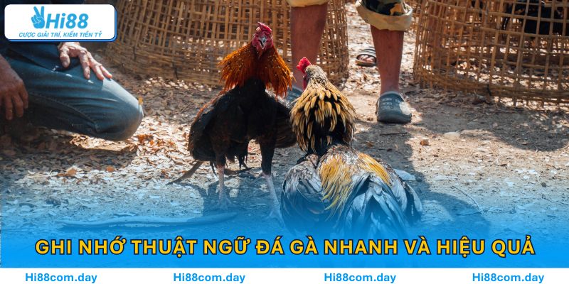 Cách Ghi Nhớ Thuật Ngữ Đá Gà Nhanh Và Hiệu Quả