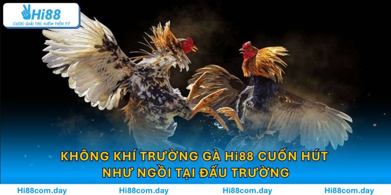 Không khí trường gà Hi88 cuốn hút như ngồi tại đấu trường