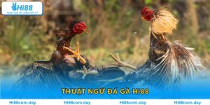 Thuật Ngữ Đá Gà Hi88 – Giải Mã Ngôn Ngữ Cá Cược Chuẩn Xác