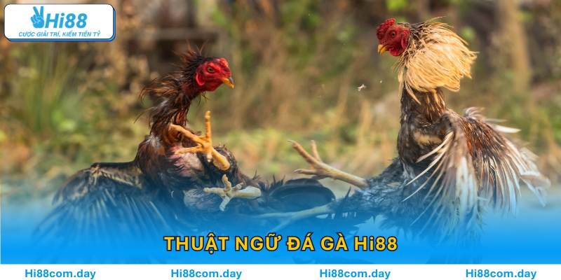 Thuật Ngữ Đá Gà Hi88 – Giải Mã Ngôn Ngữ Cá Cược Chuẩn Xác